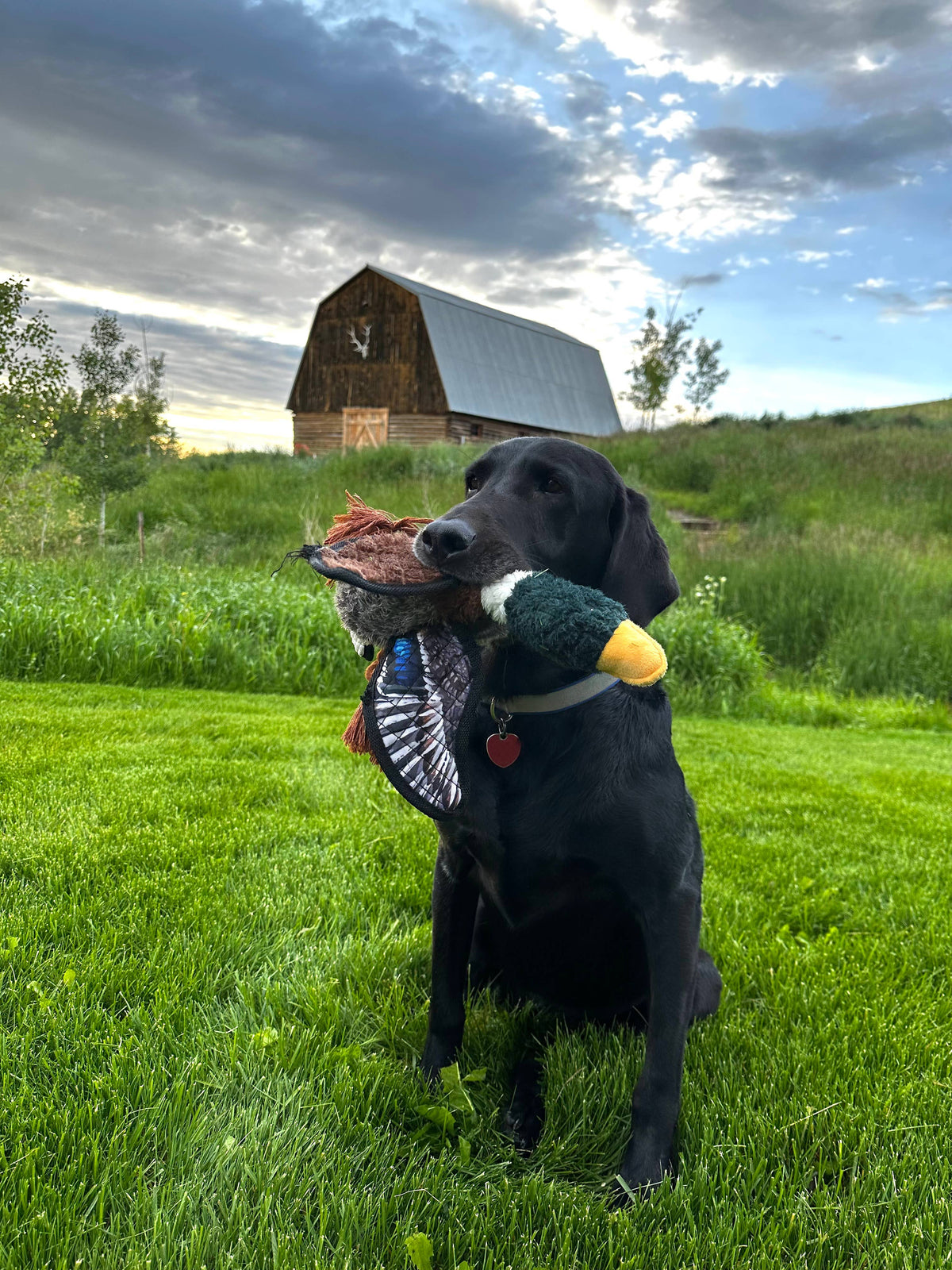 Mallard - Lined Dog Toy