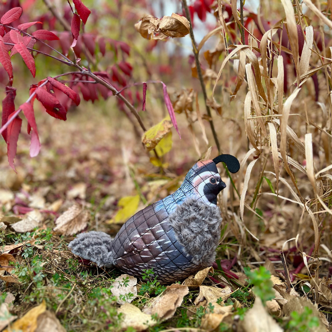Quail Lined Dog Toy