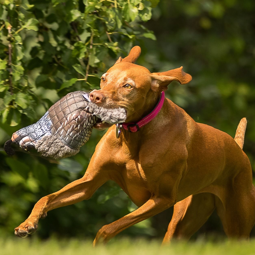 Quail Lined Dog Toy