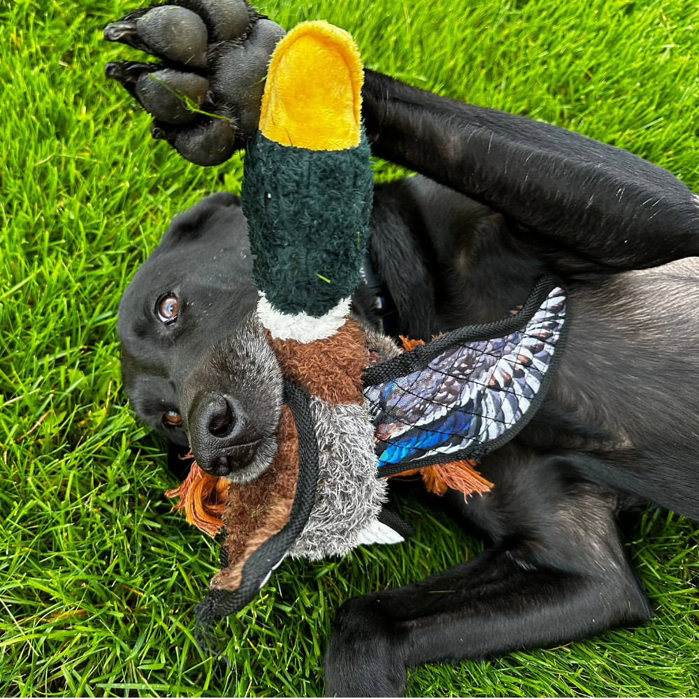 Mallard - Lined Dog Toy