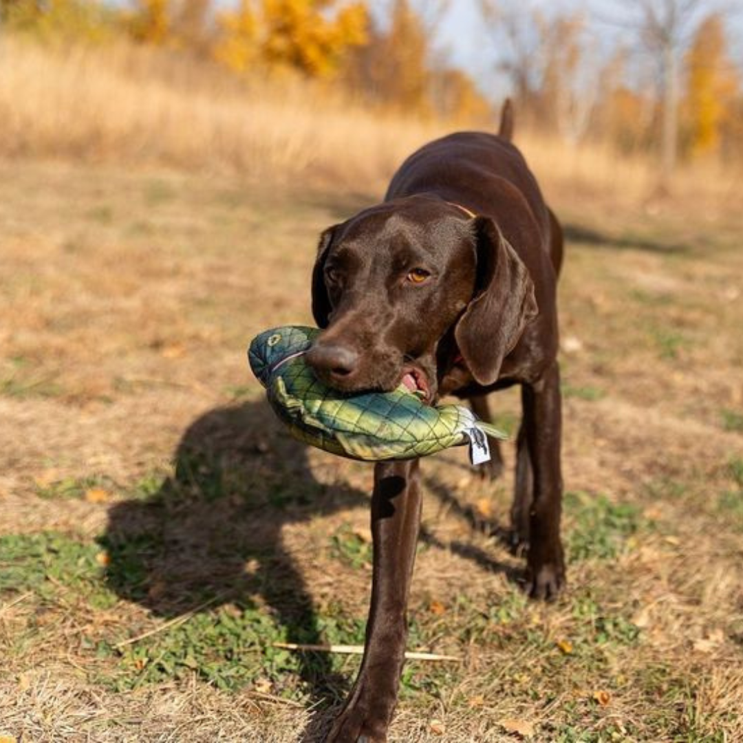 Fighting Bass Lined Dog Toy