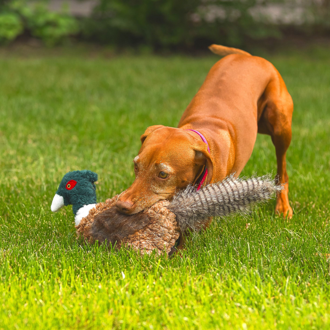 Pheasant Lined Dog Toy