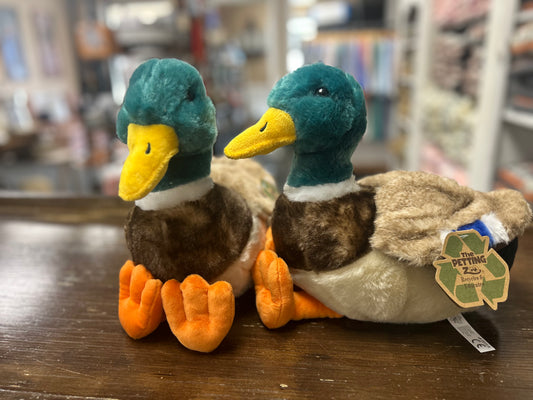 Mallard Duck