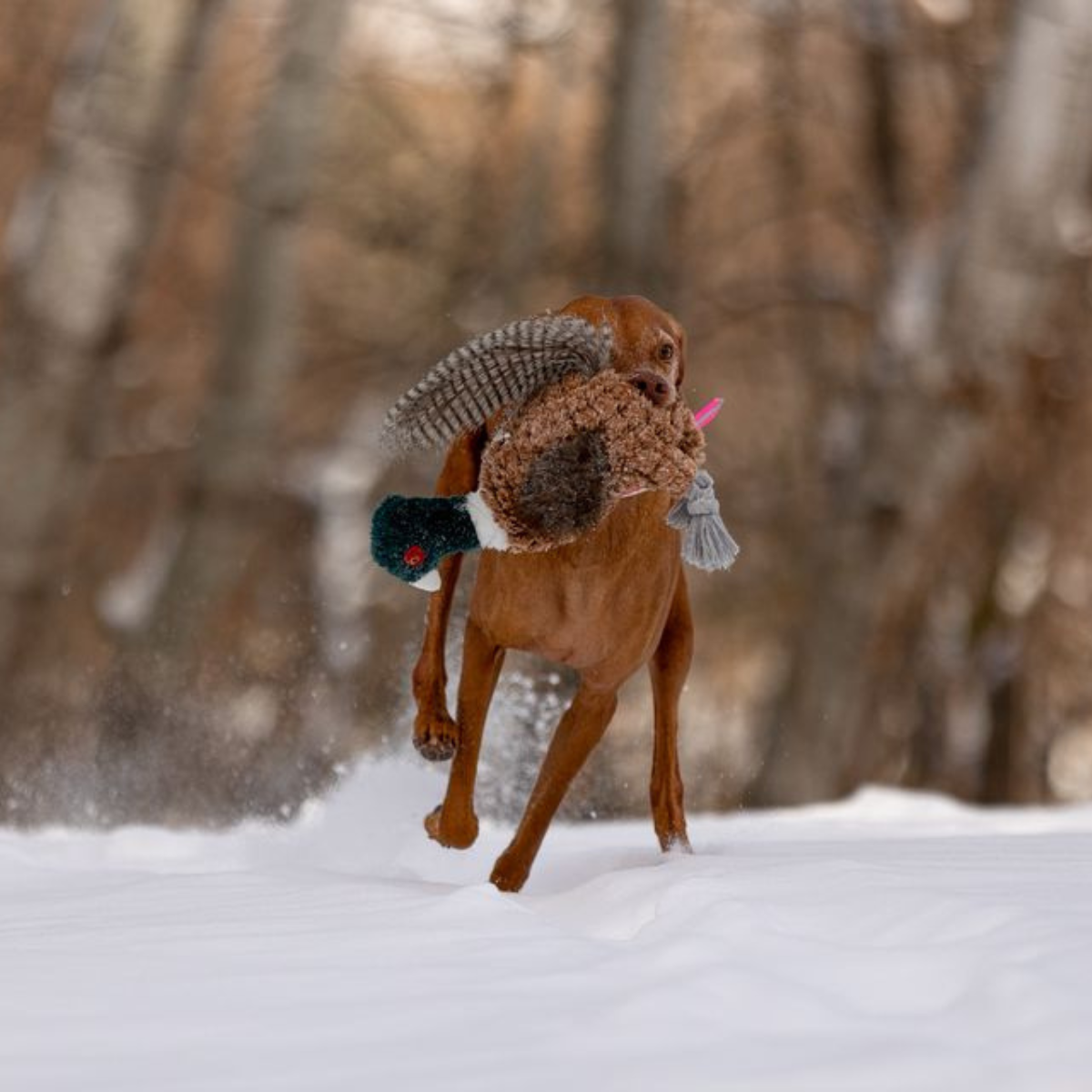 Pheasant Lined Dog Toy